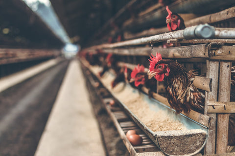 chickens eating poultry feed in barn