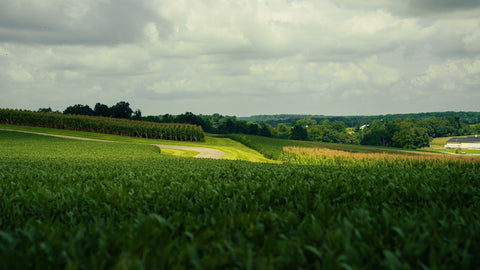Double Crop Soybeans Thriving in Maryland as August Rain Delivers a Season-Saving Blessing