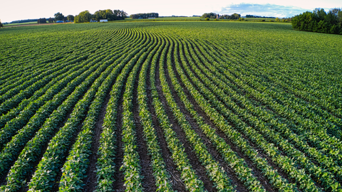 Corn Progress and Dry Conditions in Maryland | The Mill
