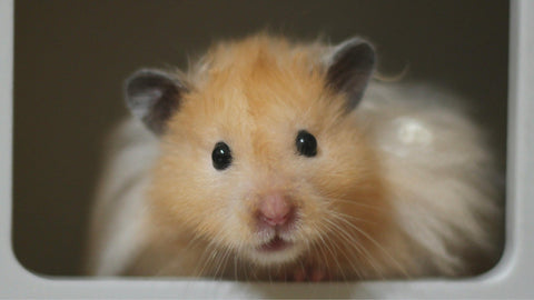 Breed of the Month: The Syrian Hamster (Teddy Bear Hamster)