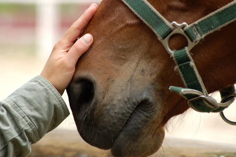 Person gently resting a hand on a brown horse’s face while wearing a green halter.