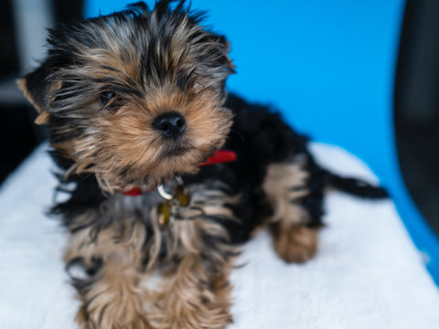 November Breed of the Month: Yorkshire Terrier