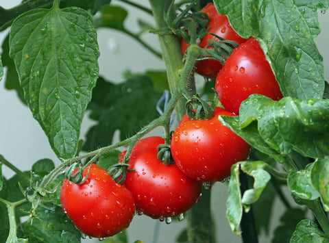 Tomato plant