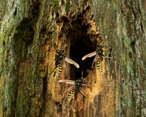 Hornet nest in tree cavity