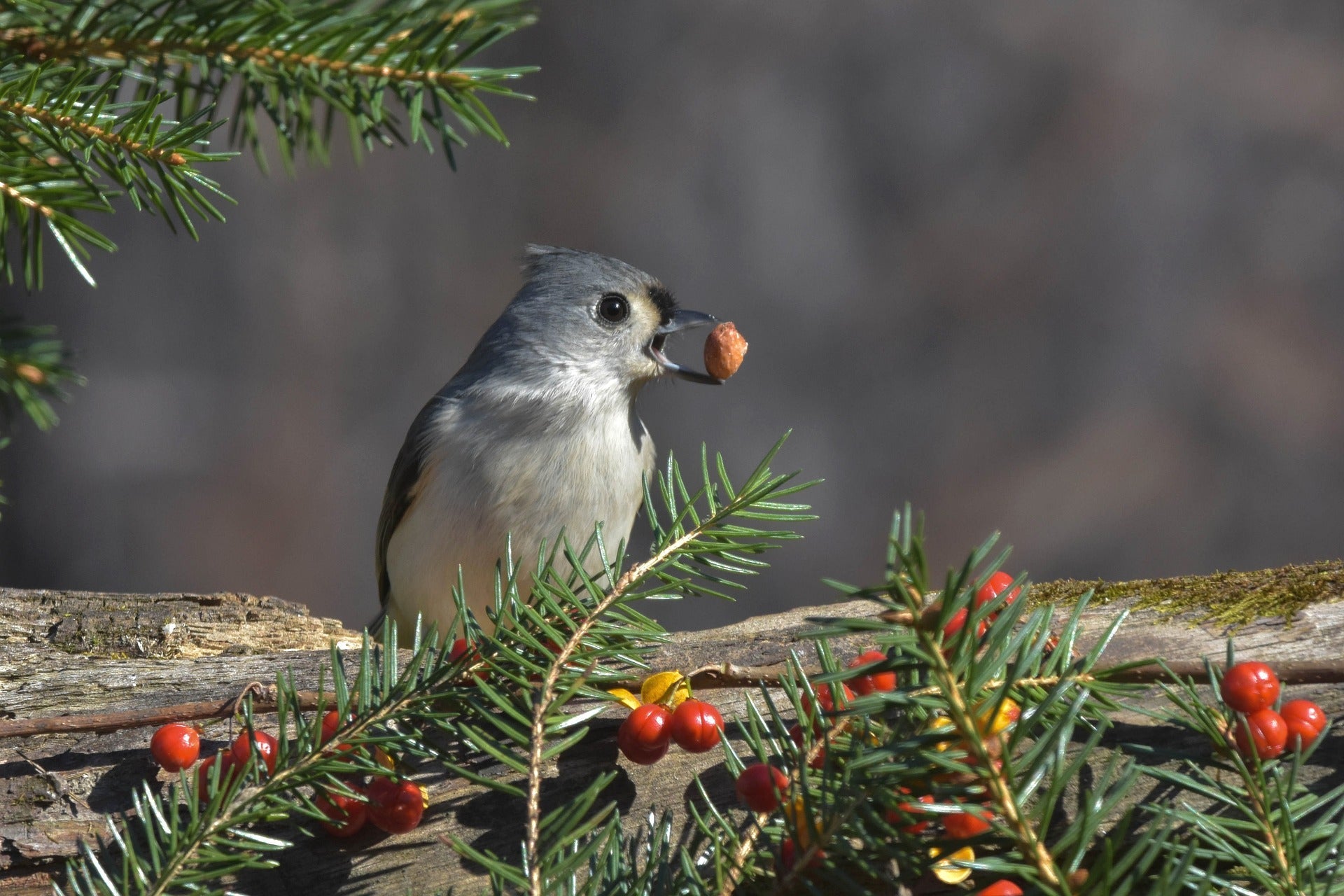 Seed Caching: How Birds and Animals Store Food | The Mill