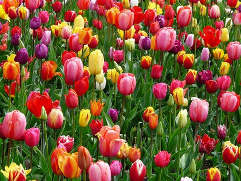 It's Bulb Season!