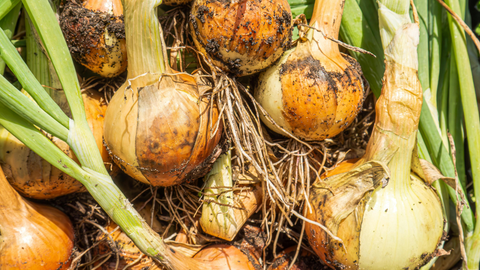 The Mill Veggie Knowledge Center