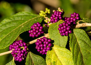 Beautyberry shrub - Callicarpa