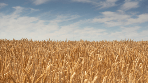 Corn Planting Begins in Maryland | Spring Agronomy Update | The Mill