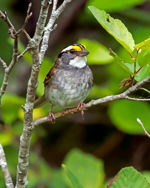 White-Throated Sparrow perched in a tree