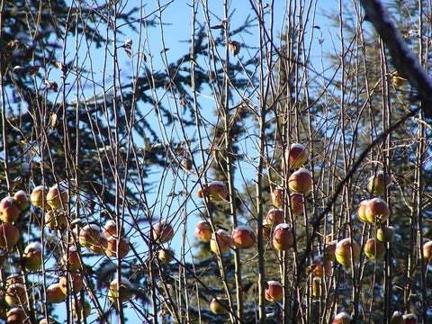 Apple trees in winter