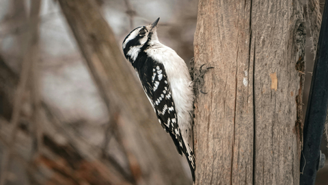 Bird of the Month: The Downy Woodpecker