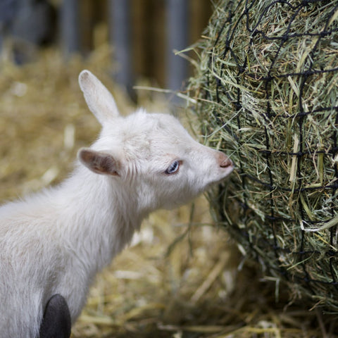 Baby Goat eating from a hay feeder