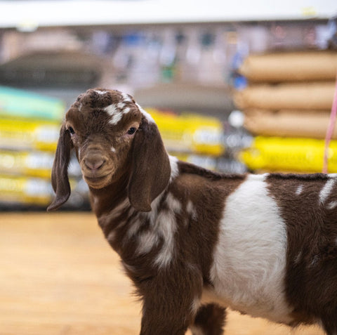Goat in the Mill Store