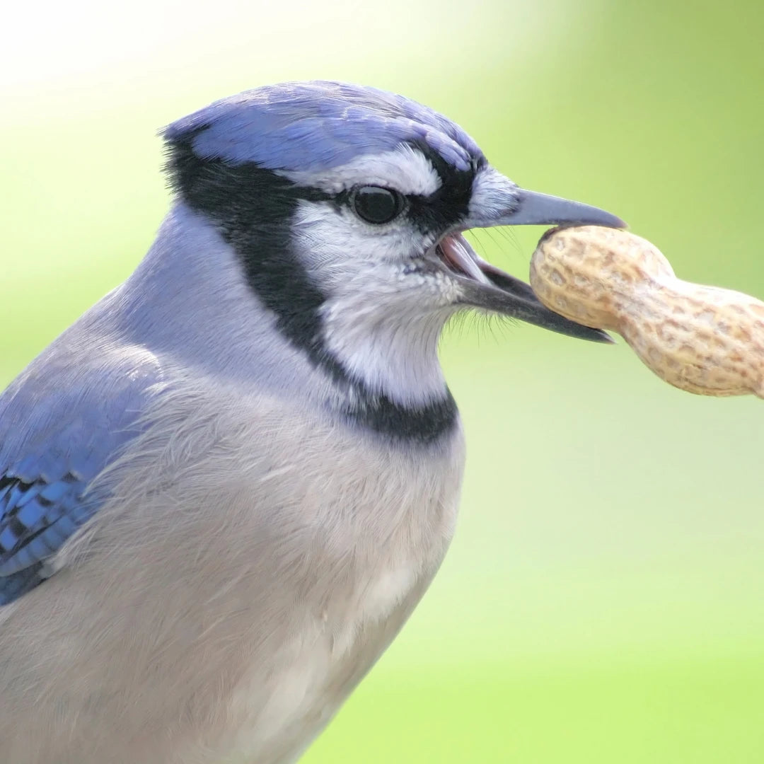 Millbird Wild Bird Collection - Explore Nature's Beauty | The Mill