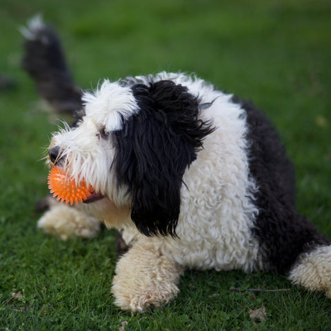 Dog with a ball