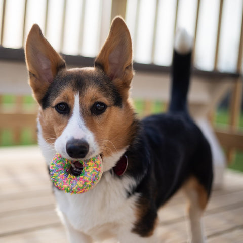 Welsh Corgi with a donut dog treat