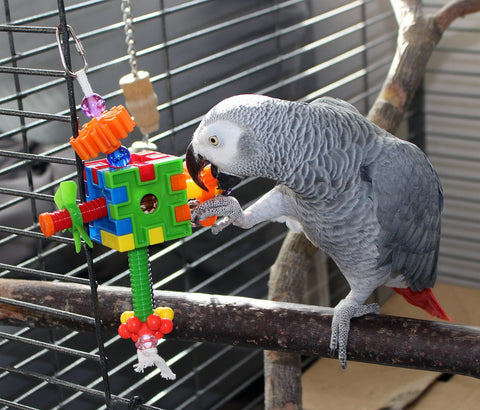 Gray parrot playing with a toy in his cage