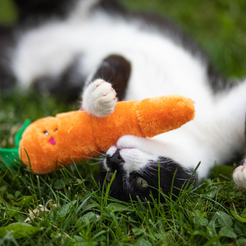 Cat playing with a toy