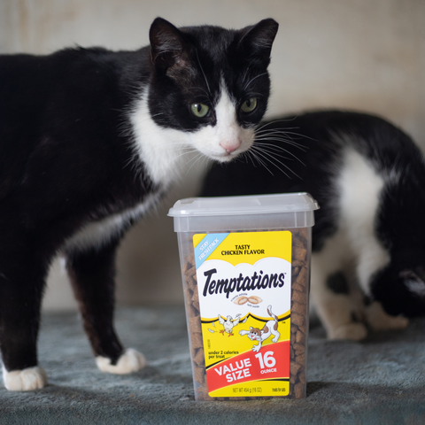 Cats with Treats