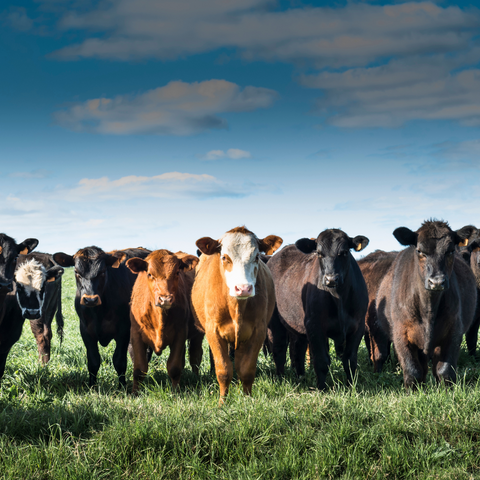 Mixed Herd of Cattle