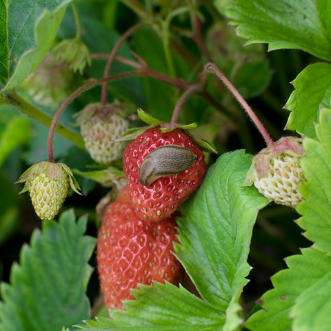 Slug on a strawberry