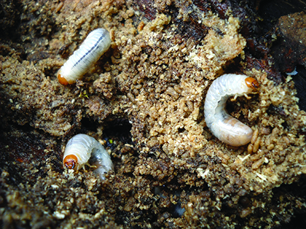 White grubs in soil