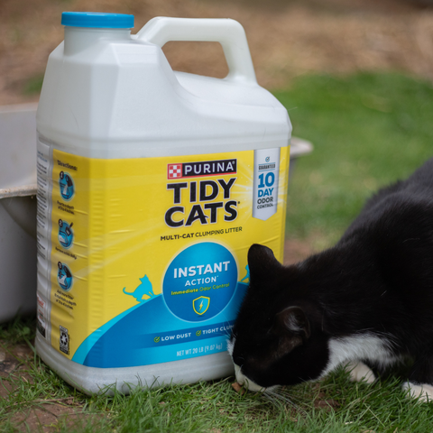 Cat at a litter box