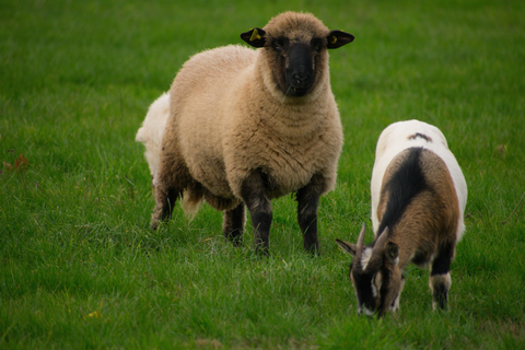 Sheep & goat grazing lush green grass