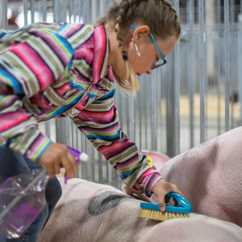 Young girl prepping her pigs to be shown