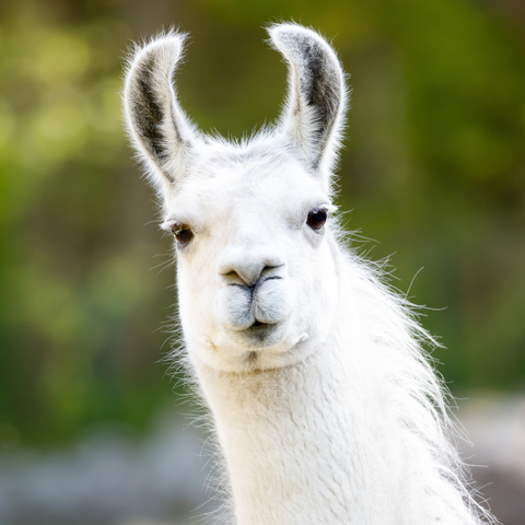 White Llama Up Close head shot