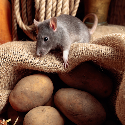 Mouse in pantry with potatoes