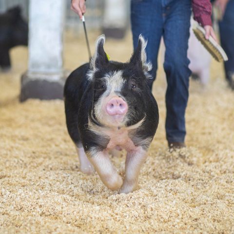 Pig in a show ring