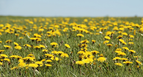 Dandelions in grass