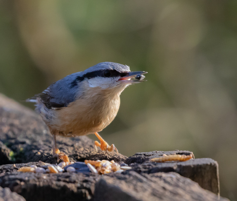 Bird on a feeder