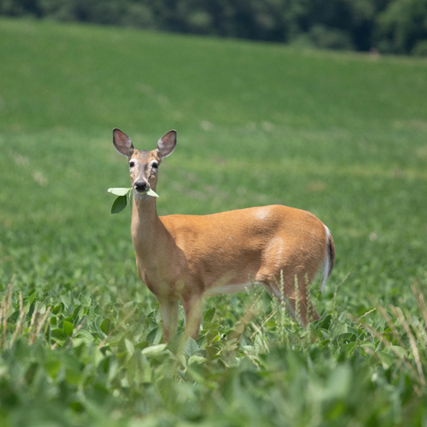 Deer in a soybean field