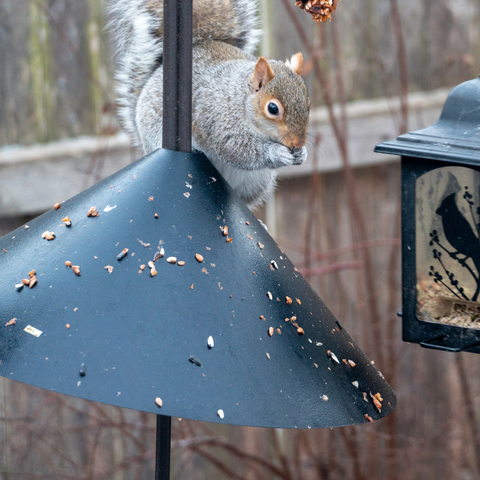 Squirrel on a baffle