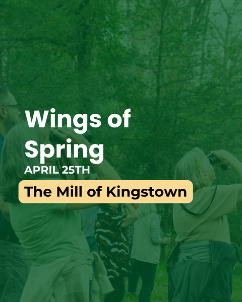 Promotional graphic for 'Wings of Spring' event at The Mill of Kingstown with people in a forest.