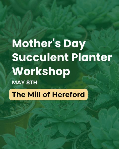 Promotional graphic for a Mother's Day succulent planter workshop with text overlay on a green succulent background.