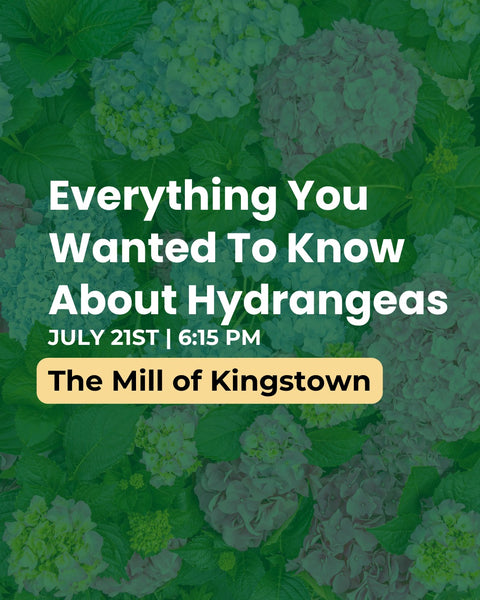 Promotional flyer for a hydrangea event at The Mill of Kingstown with text overlay.