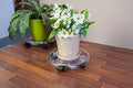 Potted plant on a clear plastic stand with a beige pot on a wooden floor.