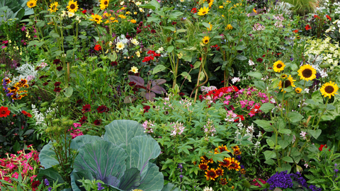 Colorful garden with a variety of flowers and plants