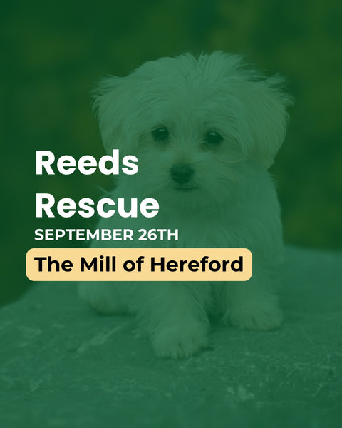 A small fluffy white dog sits in front of a green-tinted outdoor background with overlaid text reading 'Reeds Rescue', 'SEPTEMBER 26TH', and 'The Mill of Hereford'.