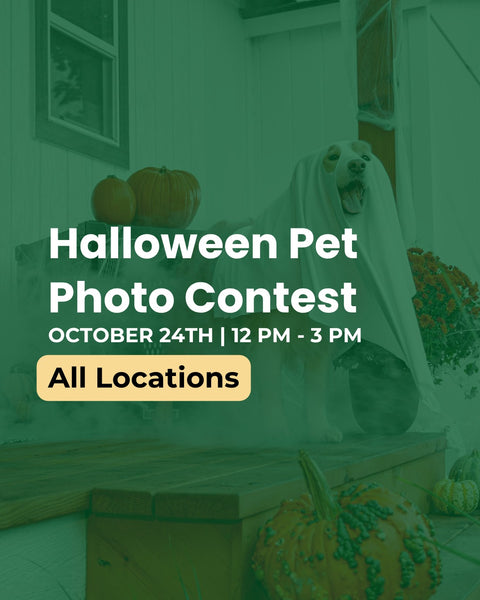 A flyer for the halloween pet photo contest with a pet in a ghost costume. 