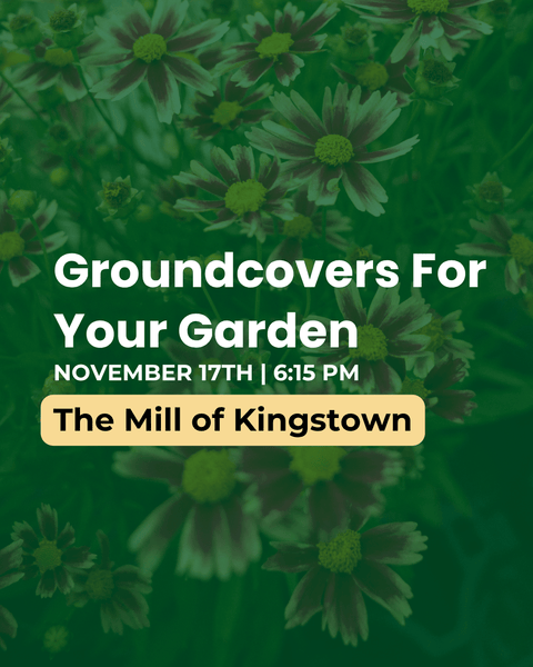 Promo flyer for groundcovers for your garden at the mill of kingstown