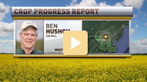 Crop progress report with a map and a person's face on a screen, set against a yellow field and blue sky.