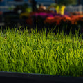 Tall Fescue grass seed from The Mill, 3-way turf seed mix, showing lush green grass blades suitable for lawn establishment.