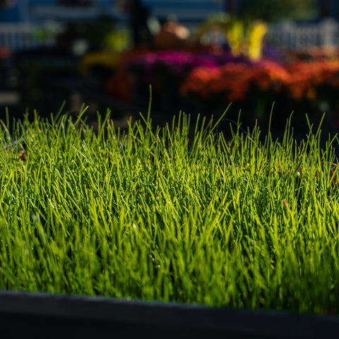 Close up of The Mill's 3 Way Tall Fescue Grass with flowers in the background