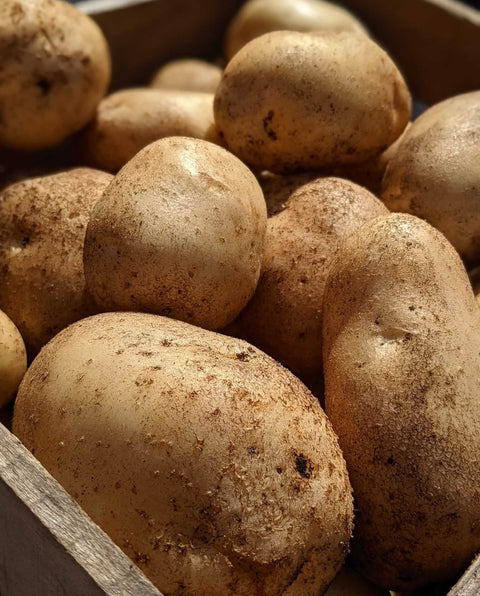 planting kennebec seed potatoes Kennebec Seed Potatoes