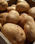 Seed Potatoes 